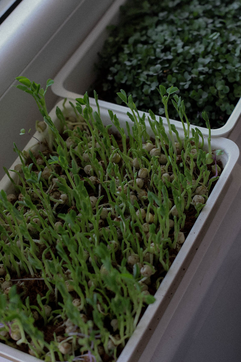 How to start an edible balcony garden - My microgreens project - The ...